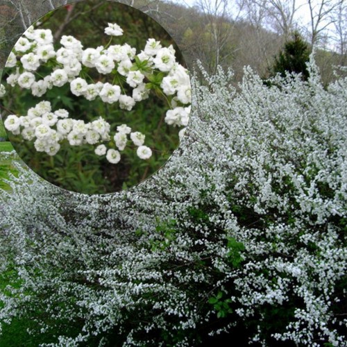 Spiraea prunifolia 'Plena' - Ploomilehine enelas 'Plena'